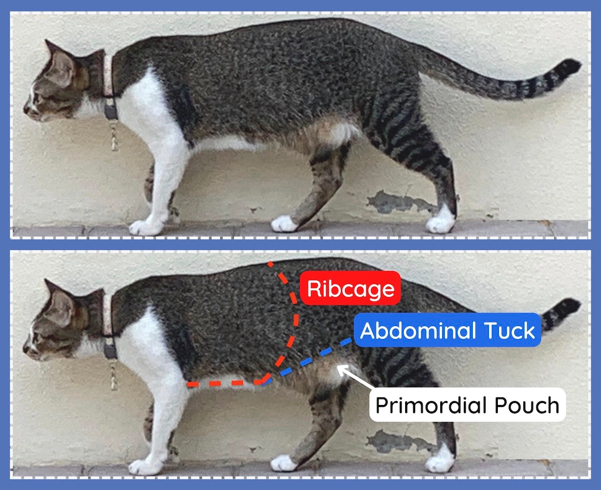 Cat Body Condition Score Chart | How to Score Your Cat 1-9